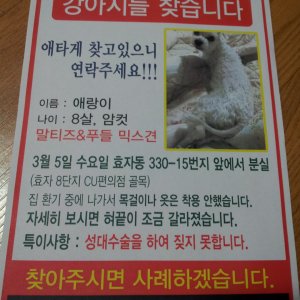 강아지를 찾습니다 강아지 전단지
