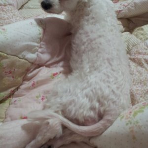 강아지 실종 푸들 강원도 춘천시