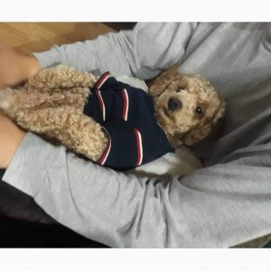 강아지를 찾습니다 강아지 전단지