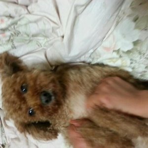 강아지 실종 푸들 서울특별시 광진구