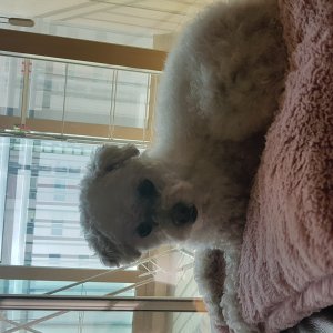 강아지 주인을 찾습니다 강아지 전단지