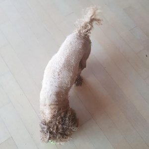 강아지를 찾습니다 강아지 전단지