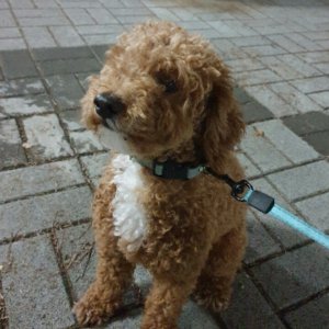 강아지 실종 푸들 경기도 광주시