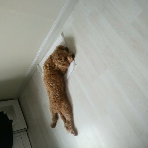 강아지를 찾습니다 강아지 전단지