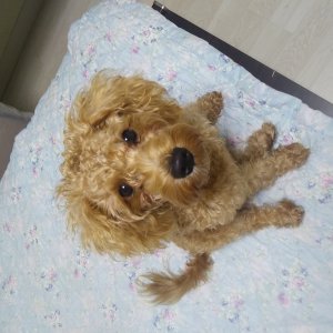 강아지 실종 푸들 경기도 포천시