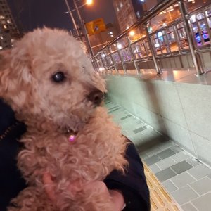 강아지 구조 푸들 부산광역시 연제구