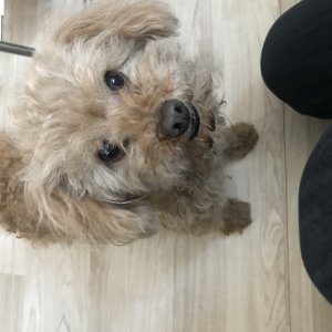 강아지 주인을 찾습니다 강아지 전단지