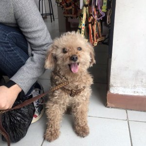 강아지 구조 푸들 서울특별시 양천구