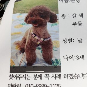 강아지를 찾습니다 강아지 전단지