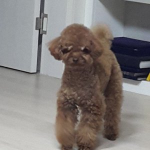 강아지 실종 푸들 대전광역시 서구