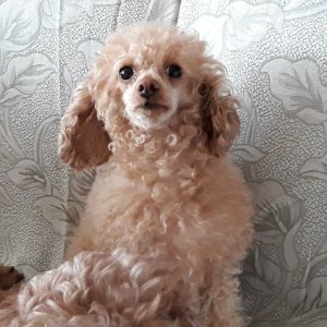 강아지를 찾습니다 강아지 전단지