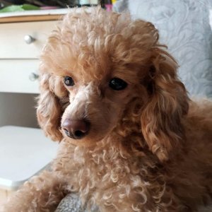 강아지 실종 푸들 경기도 양주시