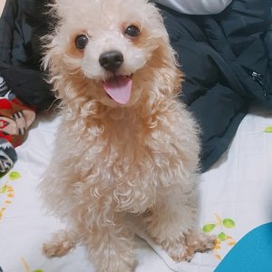강아지를 찾습니다 강아지 전단지
