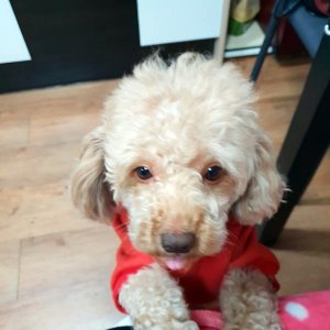 강아지 실종 푸들 경기도 수원시 권선구