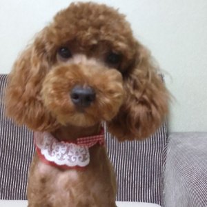 강아지 실종 푸들 경상북도 문경시