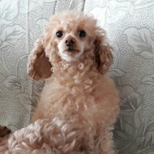 강아지 실종 푸들 경기도 양주시