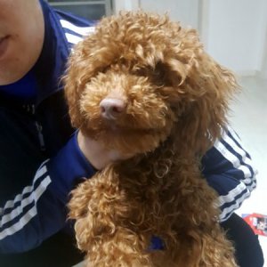 강아지 구조 푸들 충청남도 아산시