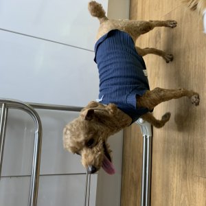 강아지 주인을 찾습니다 강아지 전단지