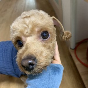 강아지 구조 푸들 경기도 하남시
