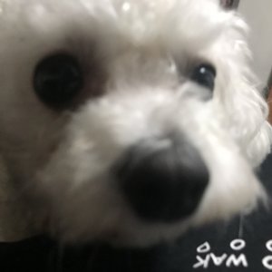 강아지를 찾습니다 강아지 전단지