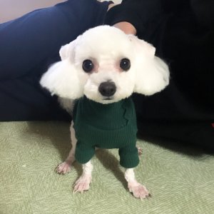 강아지 실종 푸들 강원도 양양군