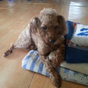 강아지 실종 푸들 대전광역시 중구