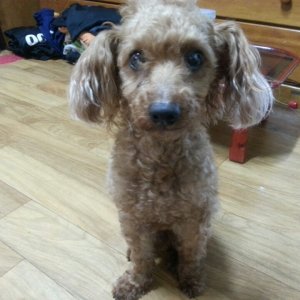 강아지를 찾습니다 강아지 전단지
