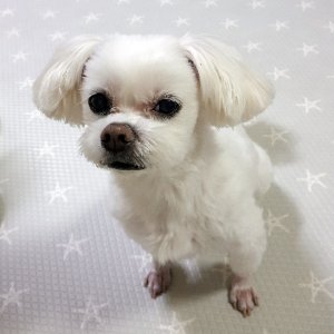 강아지 실종 말티즈 경기도 화성시