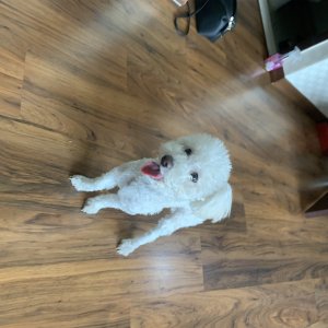 강아지 주인을 찾습니다 강아지 전단지