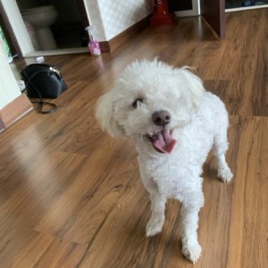 강아지 구조 푸들 광주광역시 서구