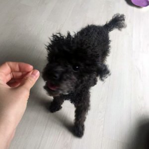 강아지 구조 푸들 서울특별시 서대문구