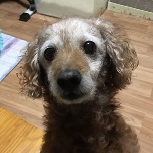 강아지 실종 푸들 강원도 횡성군
