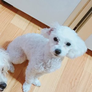 강아지를 찾습니다 강아지 전단지