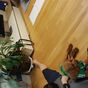 강아지를 찾습니다 강아지 전단지