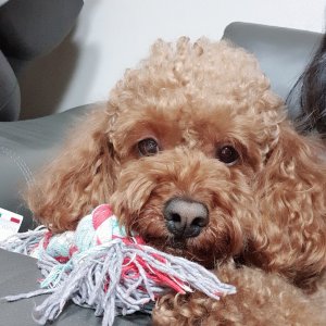 강아지 실종 푸들 부산광역시 금정구