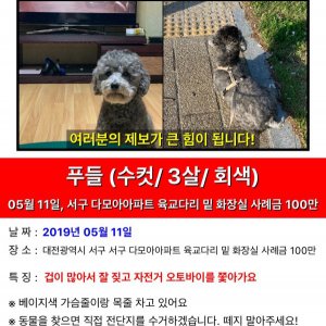 강아지를 찾습니다 강아지 전단지