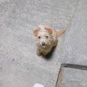 강아지 목격 푸들 전라남도 광양시