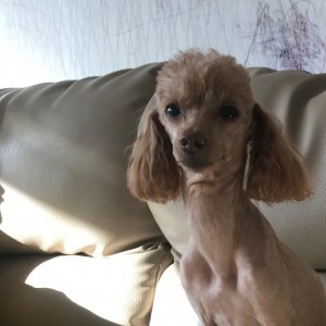 강아지 실종 푸들 전라남도 해남군