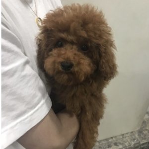 강아지 실종 푸들 서울특별시 강서구