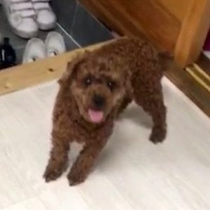 강아지 구조 푸들 경상남도 창원시 성산구