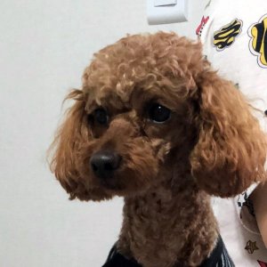 강아지를 찾습니다 강아지 전단지