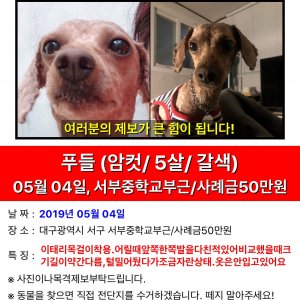 강아지를 찾습니다 강아지 전단지