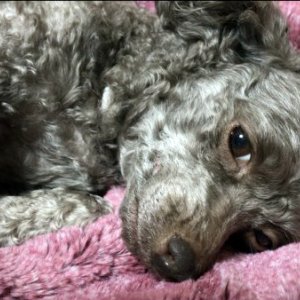 강아지 실종 푸들 광주광역시 서구