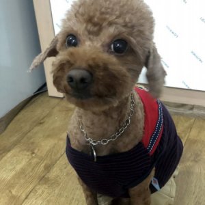 강아지 실종 푸들 대구광역시 서구