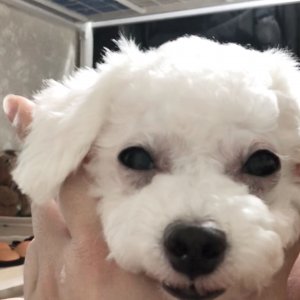 강아지를 찾습니다 강아지 전단지