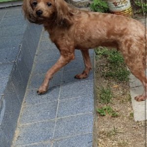 강아지 실종 푸들 경기도 양평군