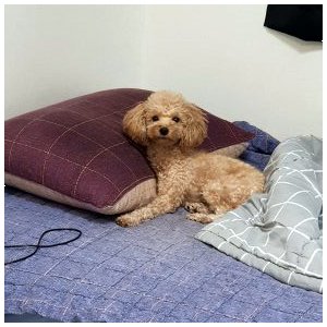 강아지 실종 푸들 경기도 의정부시