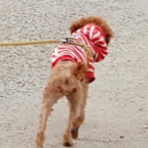 강아지 실종 푸들 경상북도 경주시