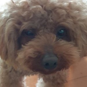 강아지 구조 푸들 서울특별시 동대문구