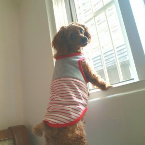 강아지 실종 푸들 서울특별시 중랑구